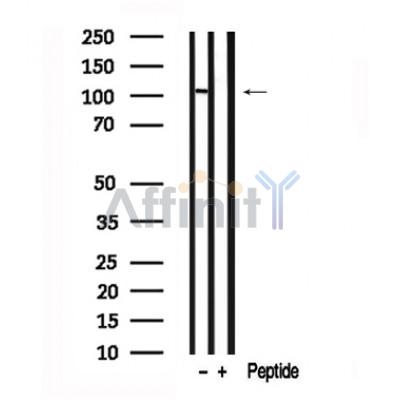 Валидация Affinity AF7636 - 4310