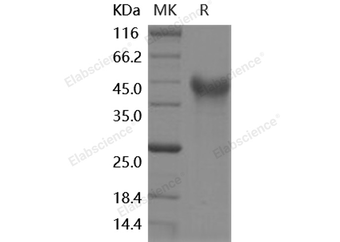 Валидация Elabscience PKSH030505(1418)