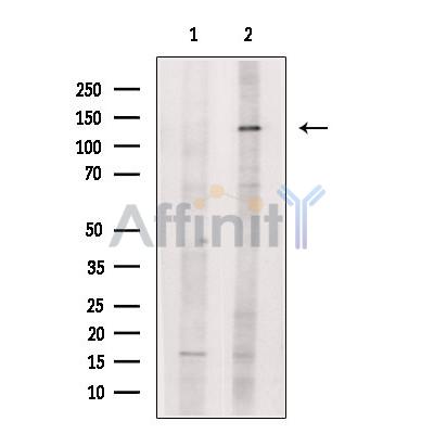 Валидация Affinity DF7501 - 19238