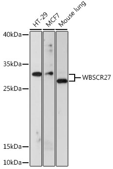 Валидация Elabscience E-AB-66713