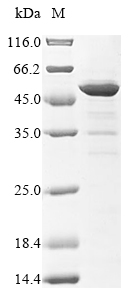 SDS-PAGE