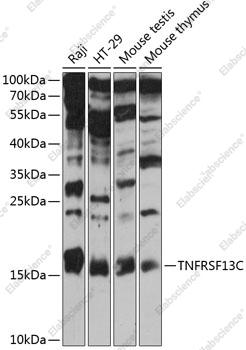 Вестерн-блоттинг, TNFRSF13C, различные клеточные линии