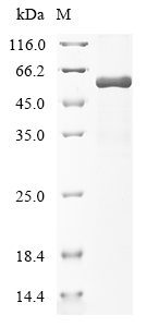 SDS-PAGE