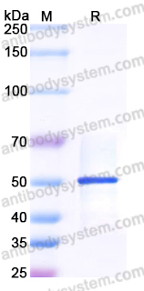 YHN19603, SDS-PAGE