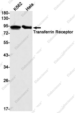 Вестерн-блоттинг, Transferrin Receptor, клетки K562 и HeLa