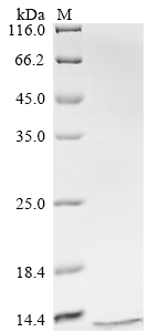 SDS-PAGE