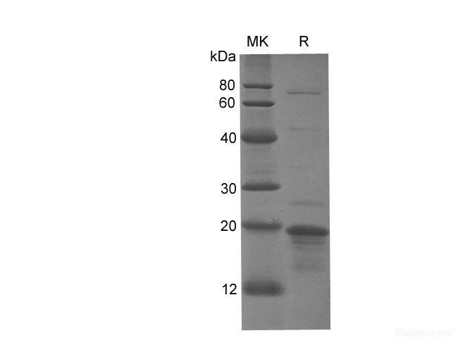 Валидация Elabscience PDEH100762(206)
