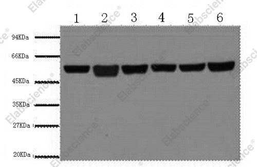 Вестерн-блоттинг, beta Tubulin, клетки A549 и ткани различных органов
