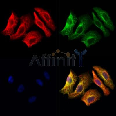 Валидация Affinity DF8117 - 19966