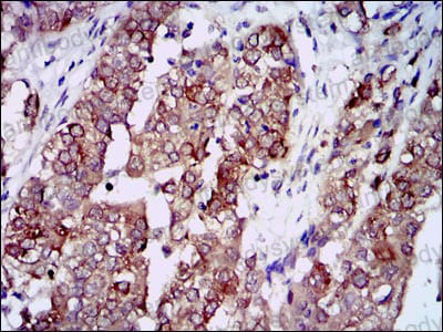 Валидация AntibodySystem RHC28103