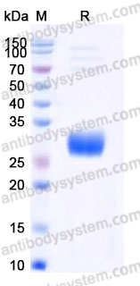 EHD71903, SDS-PAGE
