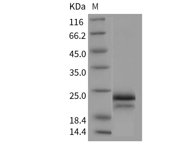 Валидация Elabscience PKSH031978(2549)