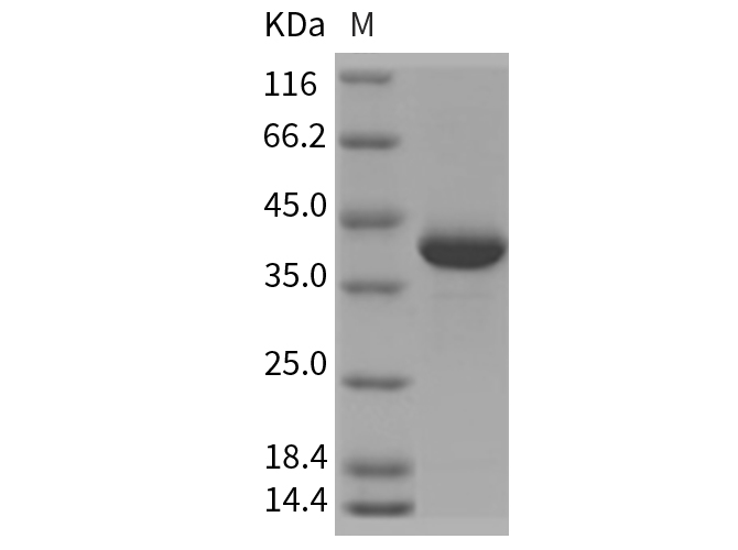 Валидация Elabscience PKSR030299(5645)