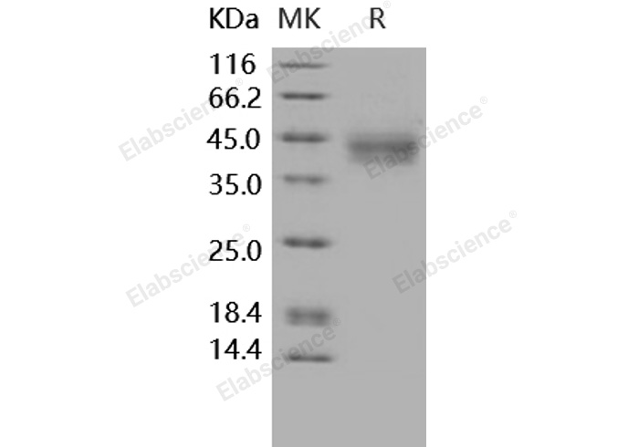 Валидация Elabscience PKSH031633(2293)