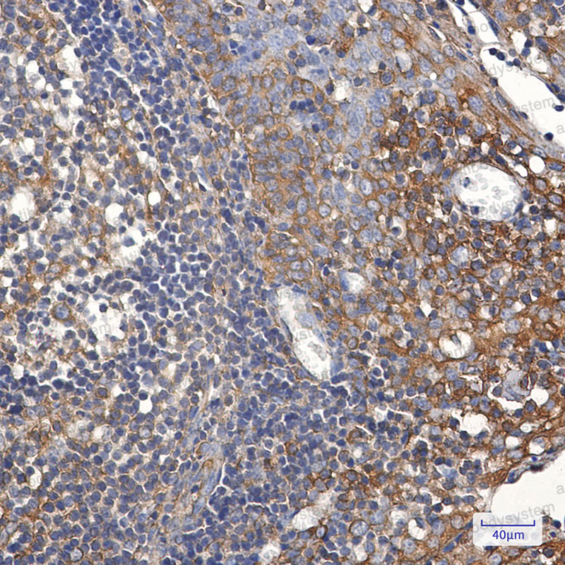 Валидация AntibodySystem RHK59703