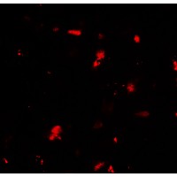 Валидация AssayVector ARM2461(4380)