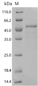 SDS-PAGE