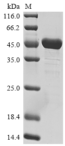 SDS-PAGE
