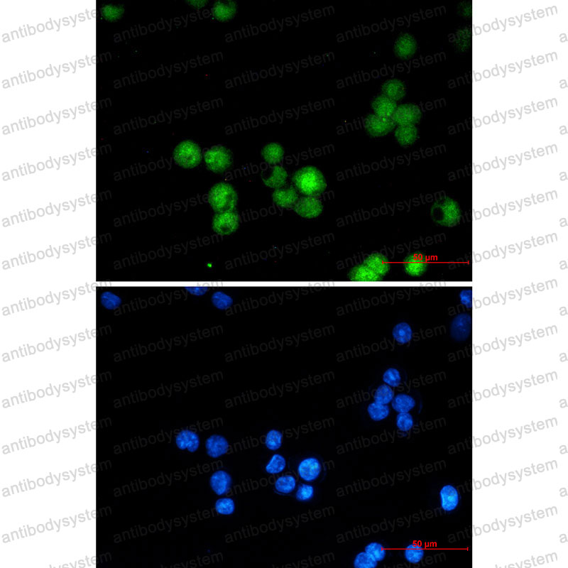 Валидация IF - AntibodySystem RHF47601