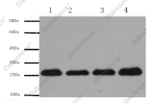 Вестерн-блоттинг, PCNA, клетки HeLa, ткань мозга крысы, клетки NIH, 3T3, 293T
