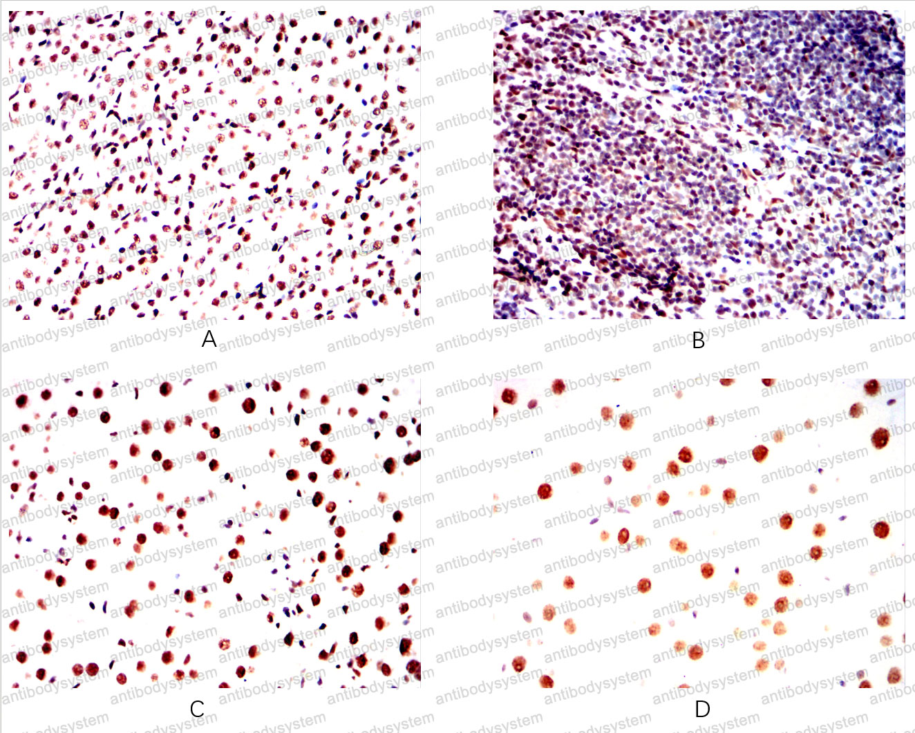 Валидация AntibodySystem RHH16301 (3204)
