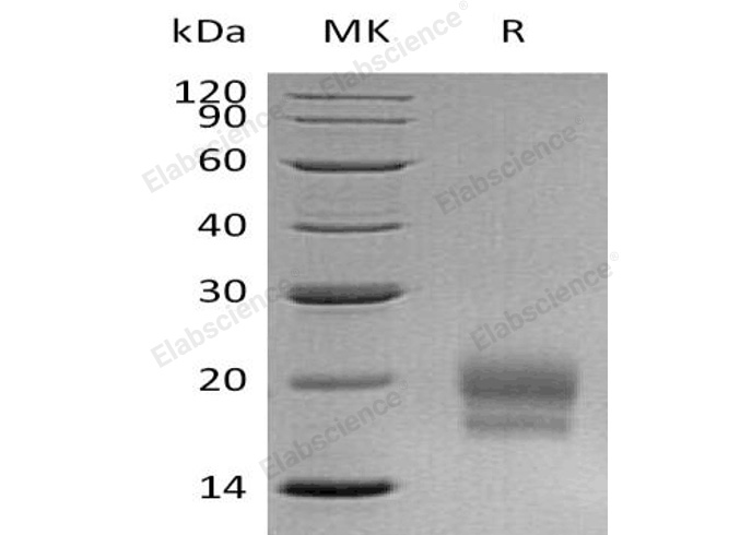 Валидация Elabscience PKSH032235(2746)