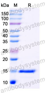 Валидация SDS-PAGE - AntibodySystem RHB25301