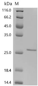 SDS-PAGE
