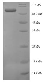 SDS-PAGE