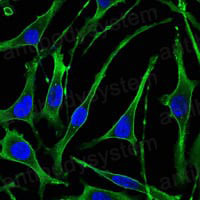 Валидация IF - AntibodySystem RHF99303