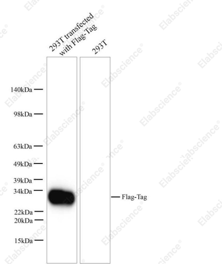 Вестерн-блоттинг, FLAG, клетки HEK 293