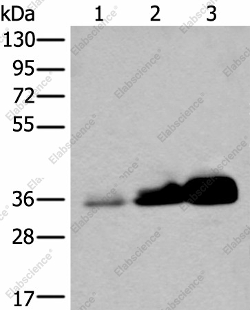 Вестерн-блоттинг, UBE2Z, ткань яичка человека и клеточные линии NIH/3T3, 231