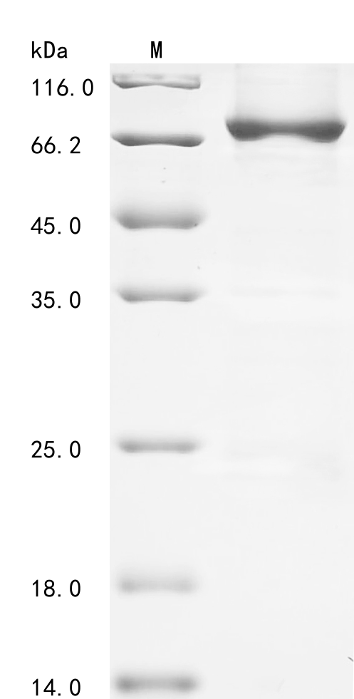 SDS-PAGE