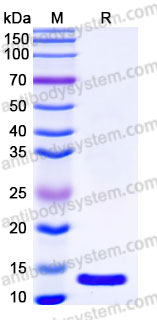 YHC24602, SDS-PAGE