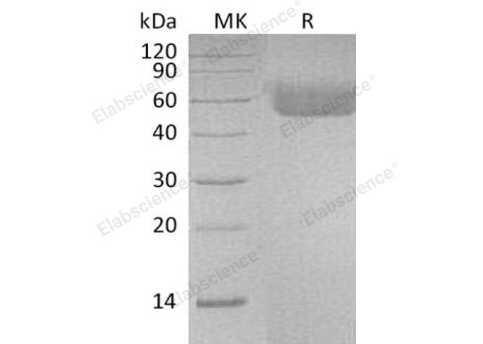 Валидация Elabscience PKSH031847(2472)