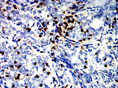 Валидация AntibodySystem RHD69204