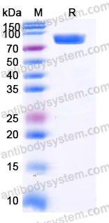EHK16103, SDS-PAGE
