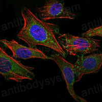 Валидация IF - AntibodySystem RHJ82303