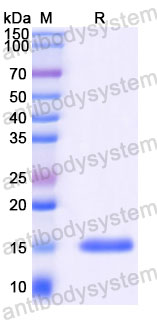 Валидация SDS-PAGE - AntibodySystem RGE07601