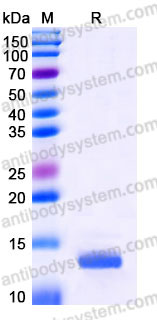 EHB90202, SDS-PAGE