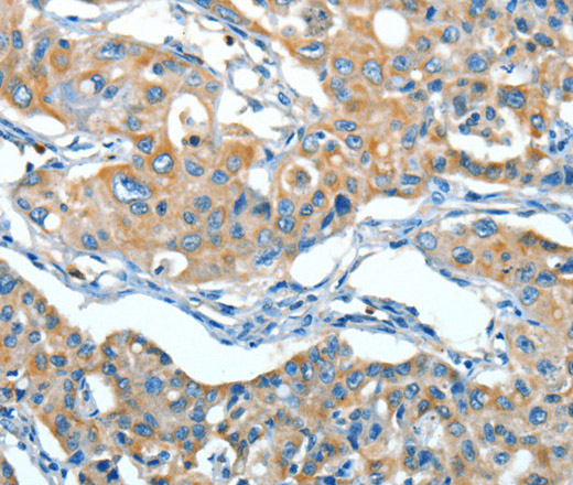 Валидация Elabscience E-AB-10777