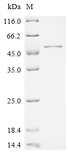 SDS-PAGE