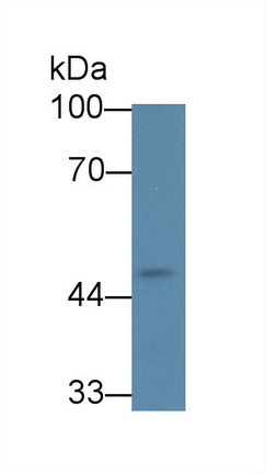 12752