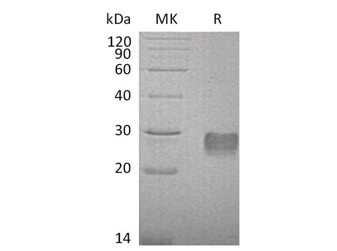 Валидация Elabscience PKSM041045(4972)