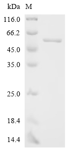 SDS-PAGE
