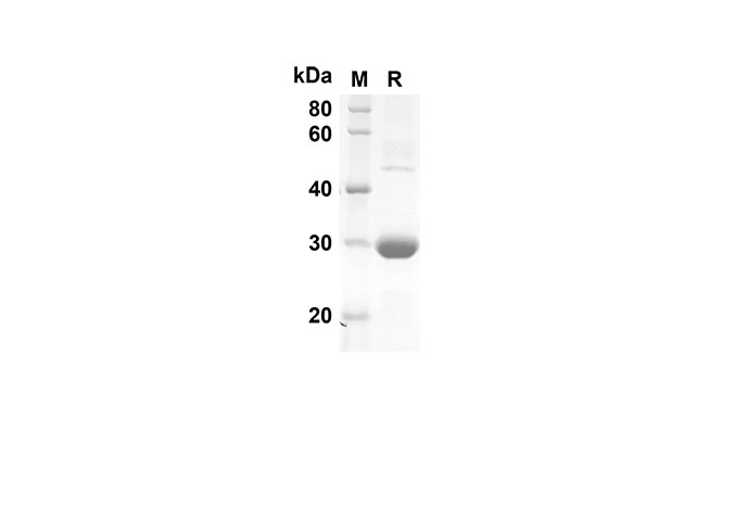 Валидация Elabscience PDEH100525(41)