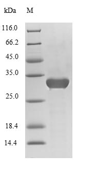 SDS-PAGE