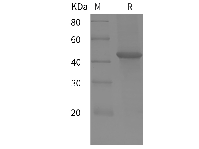 Валидация Elabscience PDEH100876(309)