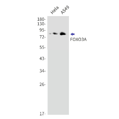 Валидация Elabscience E-AB-81557