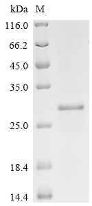 SDS-PAGE